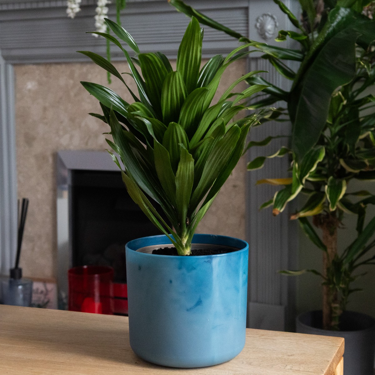 Dracaena Steudneri - Dragon Tree - 45cm