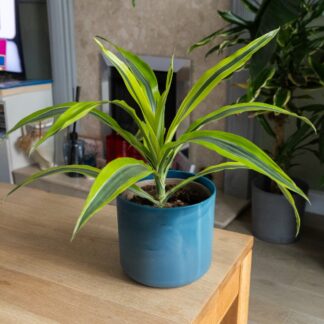 Dracaena Lemon Lime - Dragon Tree - 50cm