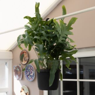 Phlebodium Aureum 'Blue Star Fern' - Hanging Fern