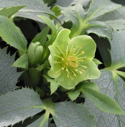 Helleborus Silver Lace - Holly-Leaved Hellebore