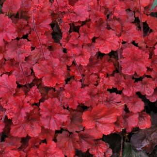 Heuchera Cherry Cola