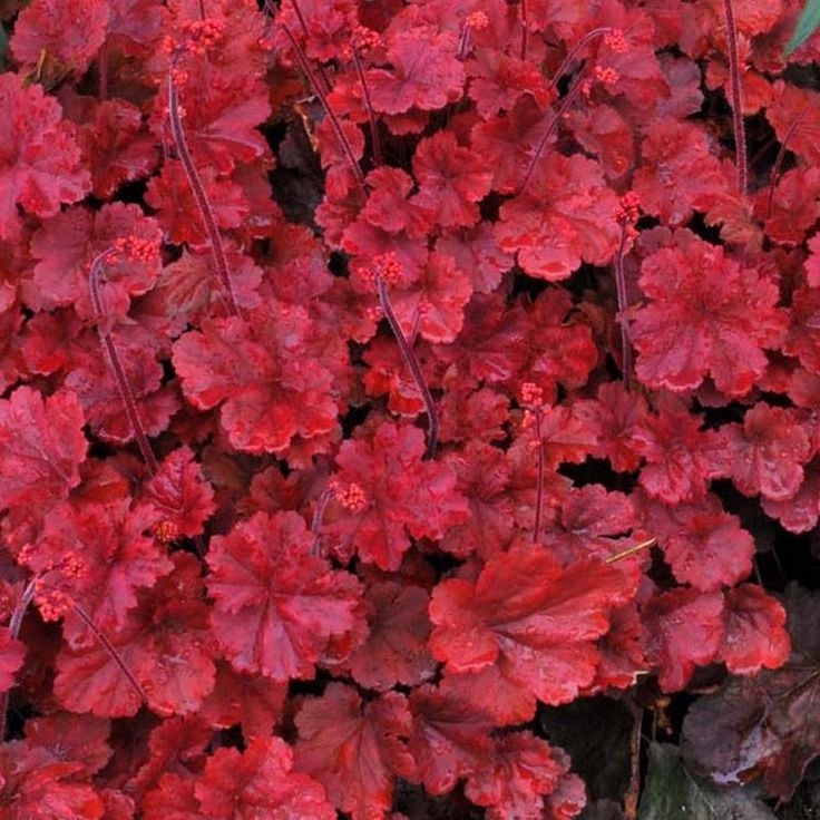 Heuchera Cherry Cola