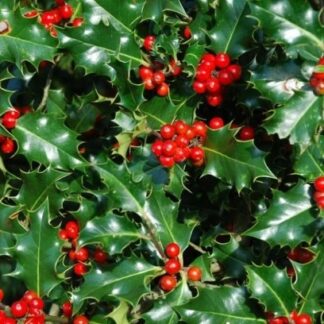 Ilex Aquilfolium Alaska - Holly - Large Bushy Circa 100-120cm Specimen