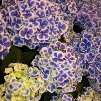 Giant Bi-Colour Mophead Hydrangea Macrophylla 'Harlequin' - Large Flowered Mophead Hydrangea - XXXL Plants