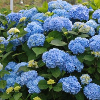 Hydrangea Macrophylla Bodensee - Blue Mophead Hydrangea