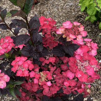 Hydrangea Serrata 'Dare Devil'