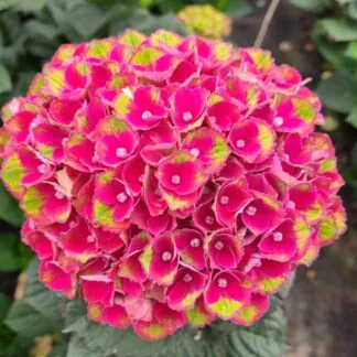Hydrangea Macrophylla 'Charlotte Red'- Large Flowered Mophead Hydrangea