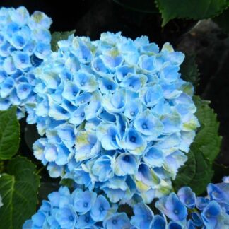 Amazing Powder Blue Hydrangea Macrophylla Magical Revolution - Large Flowered Mophead Hydrangea - XXXL Plants