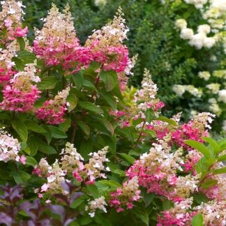 Hydrangea Paniculata Pink Diamond