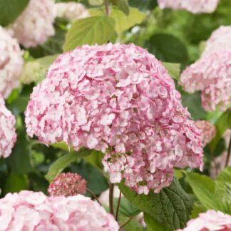 Hydrangea Arborescens 'Candybelle Bubblegum'