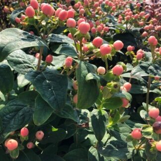 Hypericum Miracle Blossom - St Johns Wort