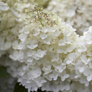 Hydrangea Paniculata Phantom