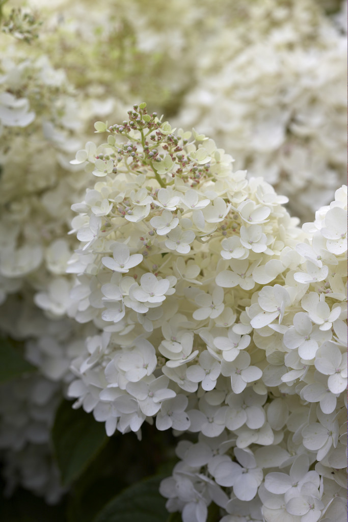 Hydrangea Paniculata Phantom