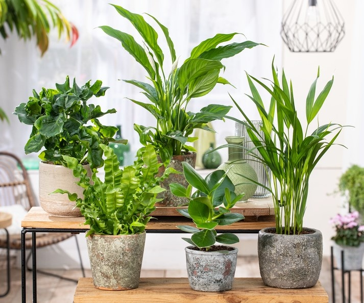 Houseplant Roulette - Lucky Dip Houseplant Selection