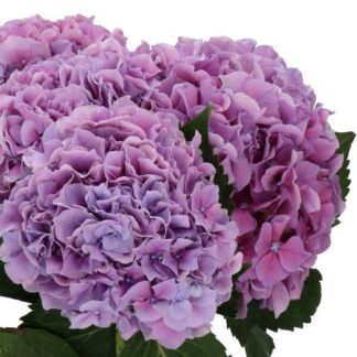 Hydrangea Macrophylla Cassanova - Large Flowered Mophead Hydrangea - XXXL Plants