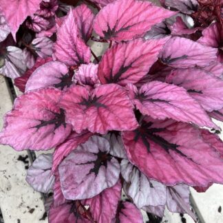 Begonia 'Indian Summer'