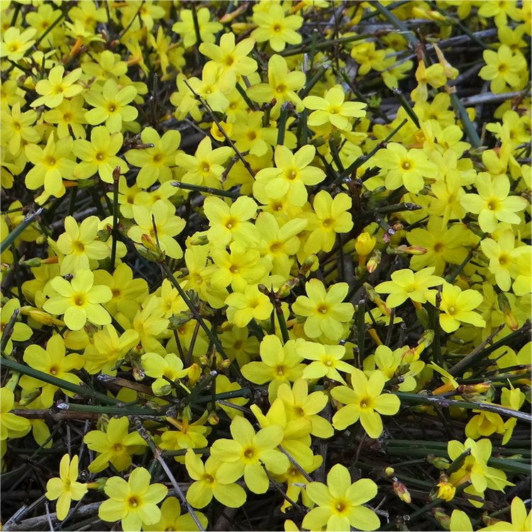 Jasminum Nudiflorum - Winter Jasmine - Large Specimen - Circa 5-6ft