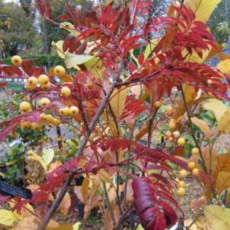 Sorbus 'Joseph Rock' - Mountain Ash Tree - Circa 240-280cm Tall