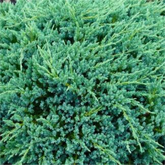 Juniperus Squamata 'Blue Carpet'