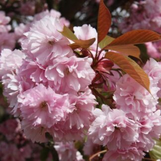 Prunus Kanzan - Cherry Blossom Tree - Circa 220-250cm Tall