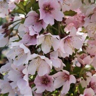 Prunus Incisa 'Kojo-No-Mai' - Fuji Cherry - Flowering Cherry Blossom - in Bud & Bloom
