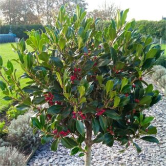 Majestic Large 140-150cm Alaska Holly Tree Standard Covered in Berries - Fantastic Gift Idea!