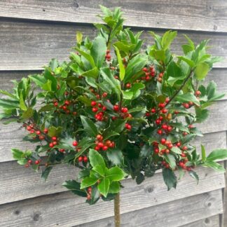 Holly Tree Standard - Ilex Blue Maid