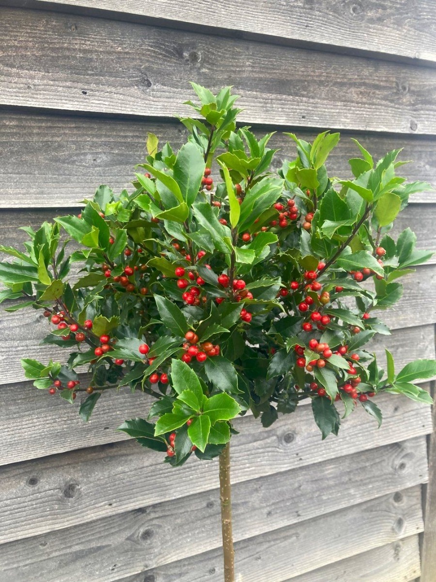 Holly Tree Standard - Ilex Blue Maid