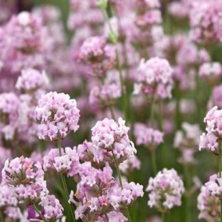 Lavandula Angustifolia Rosea - Pink Flowering Hardy English Lavender