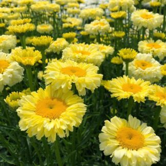Leucanthemum Gold Cup - Shasta Daisy