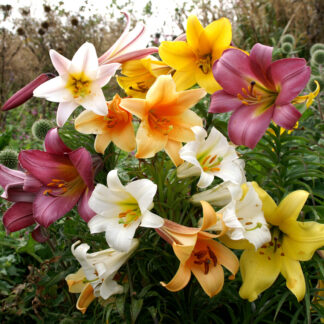Lilium Trumpet Mixed - Pack of Four Lily Bulbs