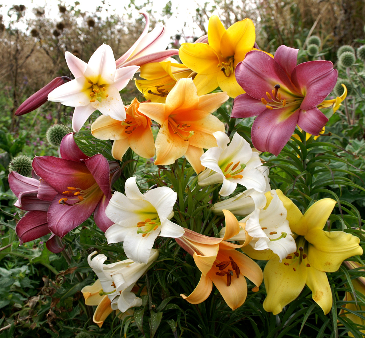 Lilium Trumpet Mixed - Pack of Four Lily Bulbs