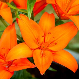 Lilium Asiatic Orange - Pack of Five Lily Bulbs