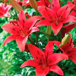 Lilium Asiatic Red - Pack of Five Lily Bulbs