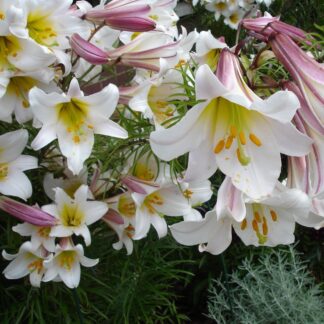 Lilium Regale - Pack of Two Lily Bulbs