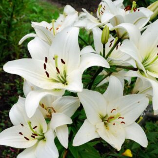 Lilium Asiatic White - Pack of Five Lily Bulbs