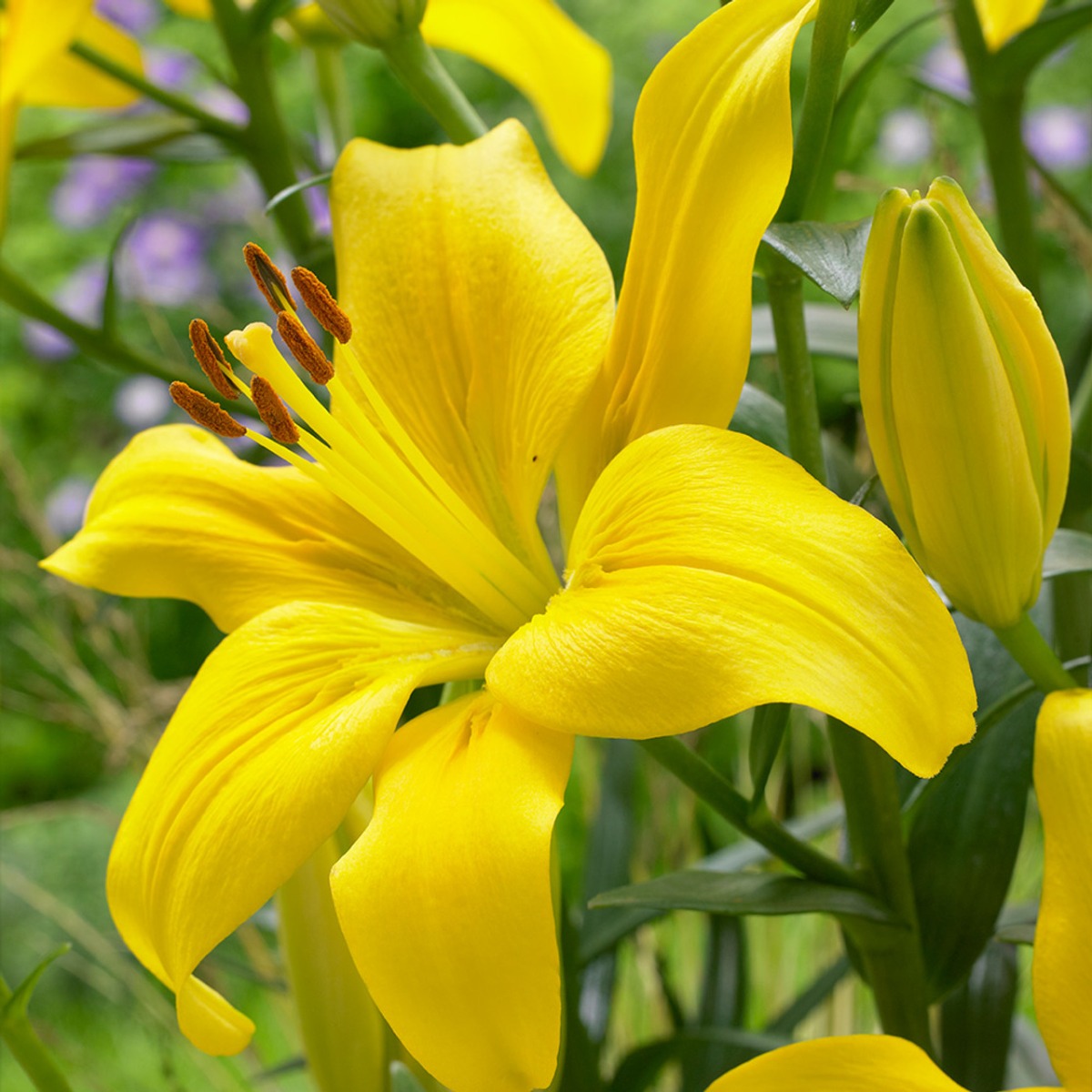 Lilium Asiatic Yellow - Pack of Five Lily Bulbs