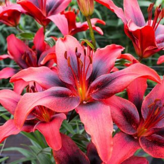 Lilium London Heart - Pack of Two Lily Bulbs