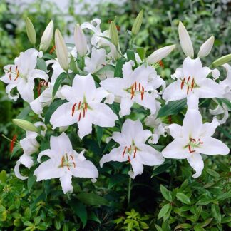 Lilium Mother's Choice - Pack of Two Lily Bulbs