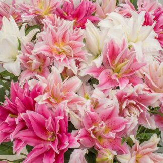 Lilium Oriental Double Mixed - Pack of Four Lily Bulbs
