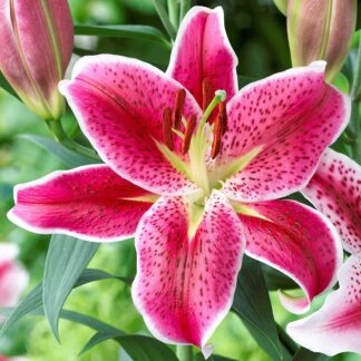 Lilium Oriental Pink/White - Pack of Five Lily Bulbs