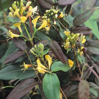 Lonicera Henryi 'Copper Beauty' - Evergreen Honeysuckle - Large 5-6ft Specimen