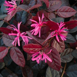 Loropetalum Chinensis Fire Dance - Chinese Witch Hazel