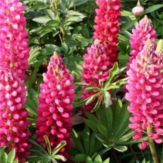Lupin Gallery Rose - Pink Lupin