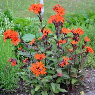 Lychnis Vesuvius - Molten Lava