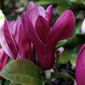 Magnolia Liliiflora Nigra