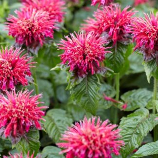 Monarda "Mahogany" - Bee Balm