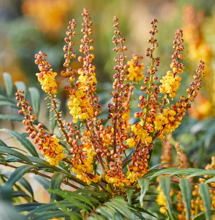 Mahonia Aquifolium Volcano
