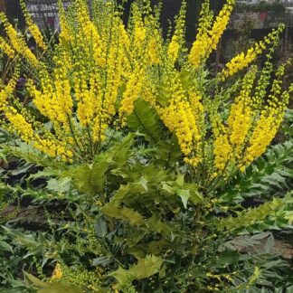 Mahonia x Media Winter Sun - Oregon Grape Mahonia