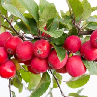 Malus Appletini® - Compact Mini Apple Tree